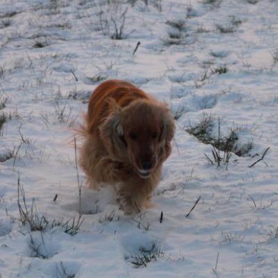 Nos chiens dans la nature