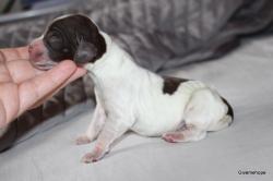 Img 4082 2eme male choco
