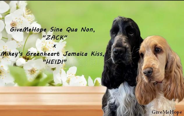 Montage naissance zack x heidi